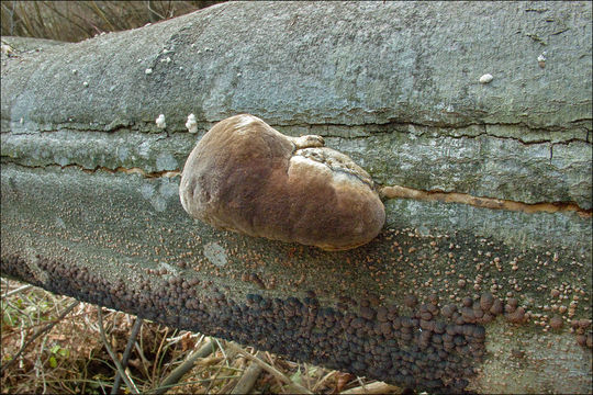 Image of Phellinus igniarius (L.) Quél. 1886