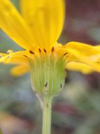 Senecio californicus DC. resmi