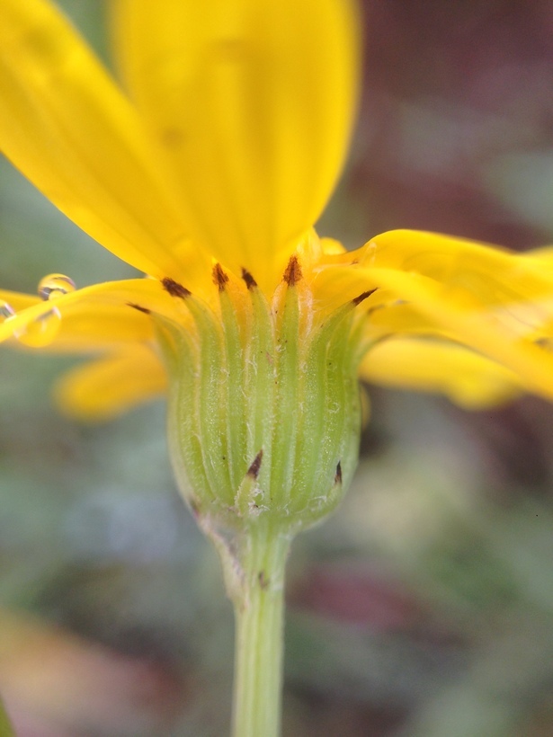 Senecio californicus DC. resmi