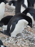 Image of Adelie Penguin