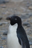 Image of Adelie Penguin