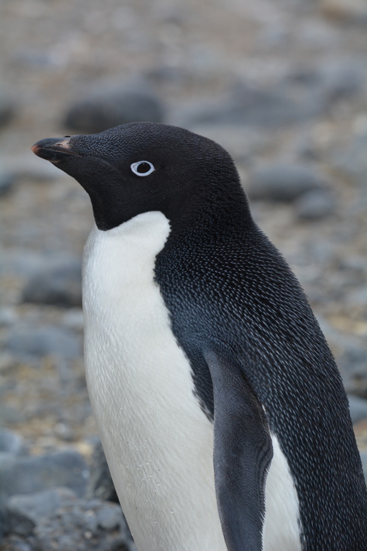 Image of Adelie Penguin