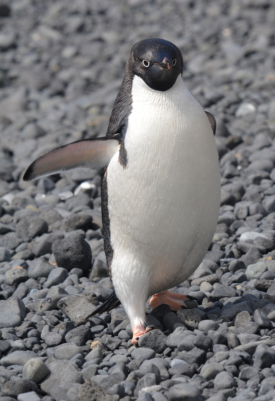 Image of Adelie Penguin