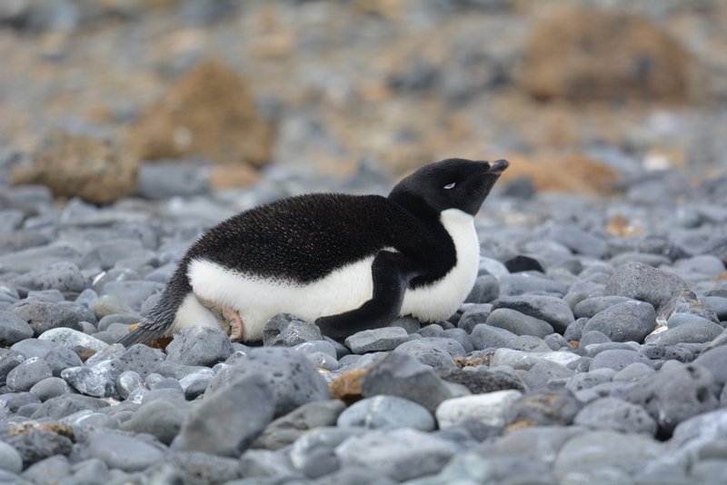 Image of Adelie Penguin