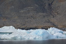 Image of Adelie Penguin