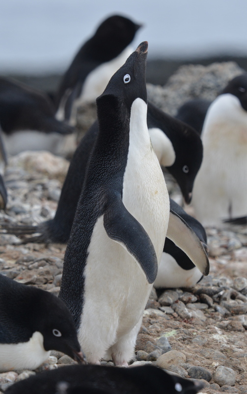 Image of Adelie Penguin