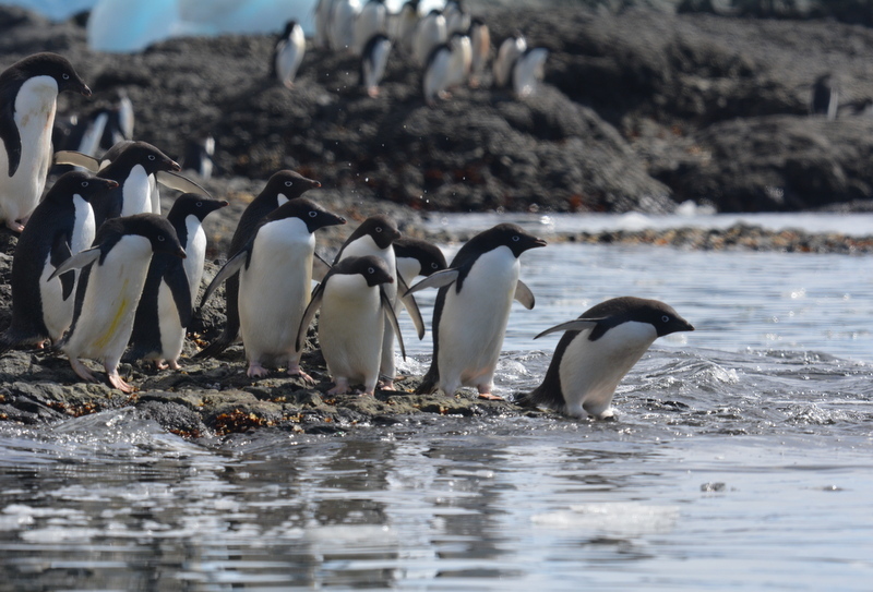 Image of Adelie Penguin