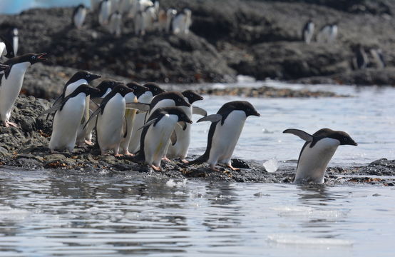 Image of Adelie Penguin