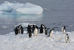 Image of Adelie Penguin