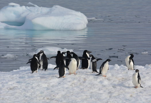 Image of Adelie Penguin