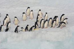 Image of Adelie Penguin