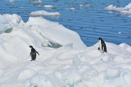 Image of Adelie Penguin