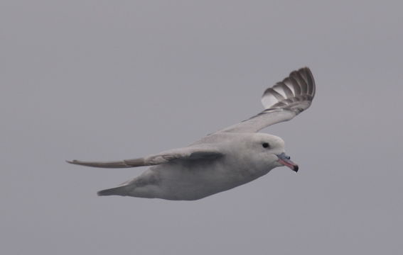 Image of Antarctic Fulmar