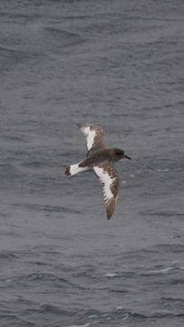 Image of Antarctic Petrel