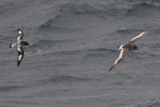 Image de Pétrel antarctique