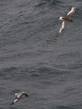 Image of Antarctic Petrel