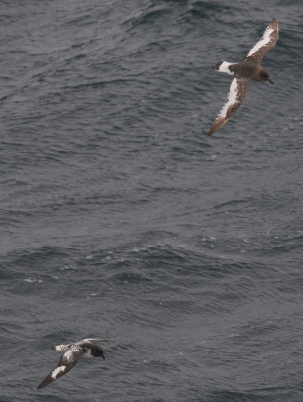 Image of Antarctic Petrel