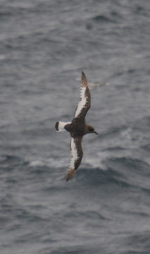 Image of Antarctic Petrel