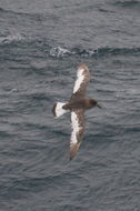 Image of Antarctic Petrel