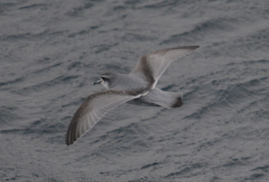 Image of Antarctic Prion