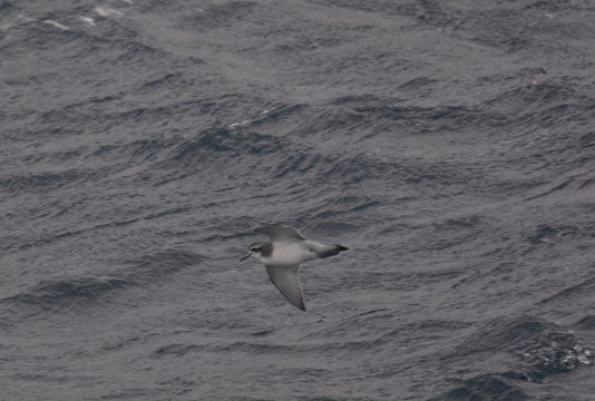 Image of Antarctic Prion