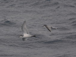 Image of Antarctic Prion