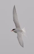 Image of Antarctic Tern