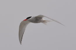 Image of Antarctic Tern