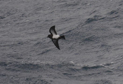 Image de Océanite à ventre noir