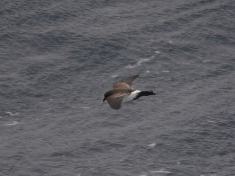 Image of Black-bellied Storm Petrel