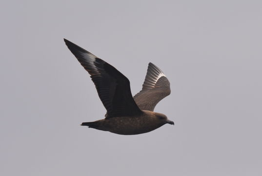 Image of Brown Skua