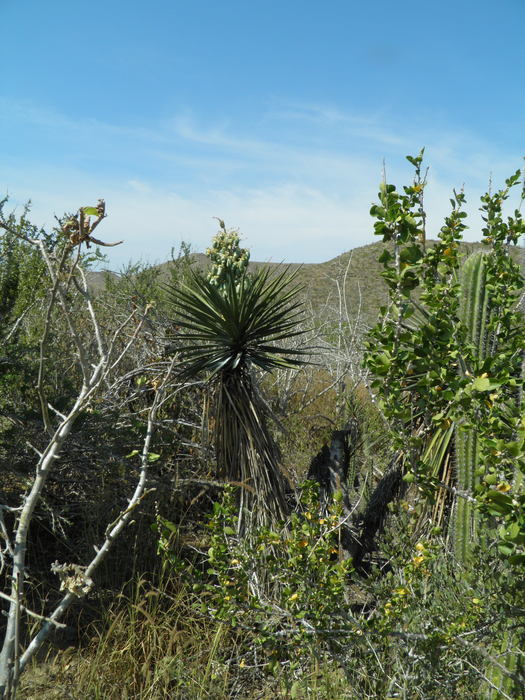 Image of Yucca capensis L. W. Lenz