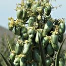 Image of Yucca capensis L. W. Lenz