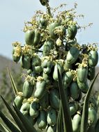 Image of Yucca capensis L. W. Lenz