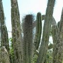 Image de Lophocereus