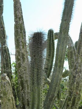 Pachycereus schottii (Engelm.) D. R. Hunt的圖片