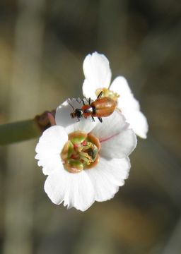 Image of Euphorbia xanti Engelm. ex Boiss.