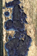 Image of <i>Terana caerulea</i>