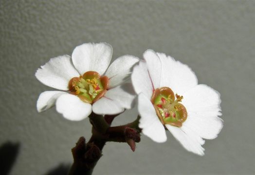 Image of Euphorbia xanti Engelm. ex Boiss.