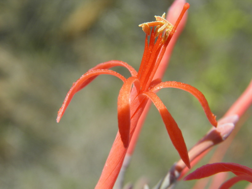 Image of Psittacanthus sonorae (Watson) J. Kuijt