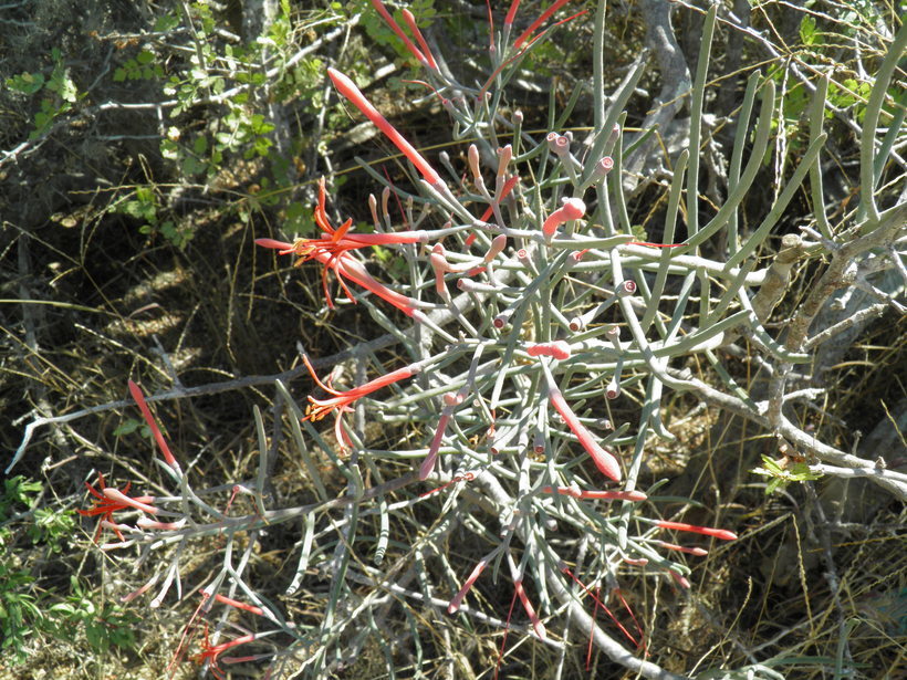 Image of Psittacanthus sonorae (Watson) J. Kuijt