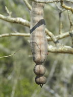 Sivun Erythrina flabelliformis Kearney kuva