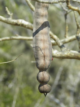 Sivun Erythrina flabelliformis Kearney kuva