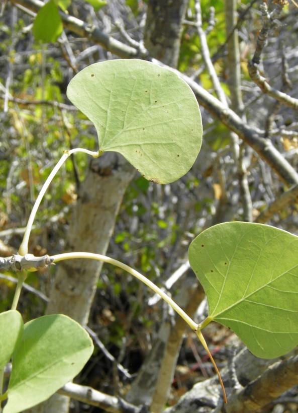 Sivun Erythrina flabelliformis Kearney kuva