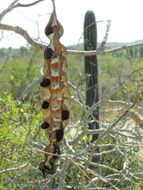 Sivun Erythrina flabelliformis Kearney kuva