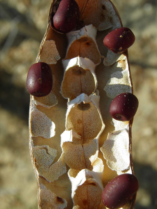 Image of coralbean