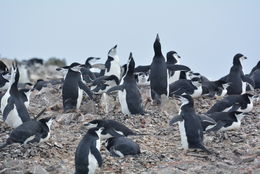 Plancia ëd Pygoscelis antarcticus (Forster & JR 1781)