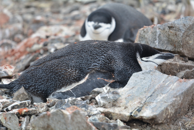 Plancia ëd Pygoscelis antarcticus (Forster & JR 1781)