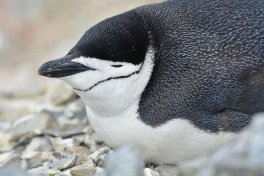 Plancia ëd Pygoscelis antarcticus (Forster & JR 1781)