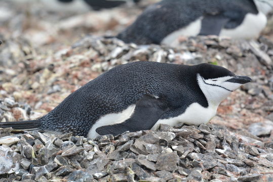 Plancia ëd Pygoscelis antarcticus (Forster & JR 1781)